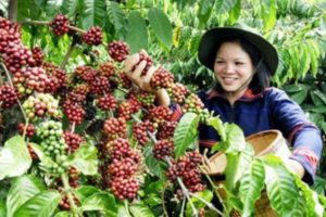 DIE LÄNDER DES KAFFEE - INDONESIEN