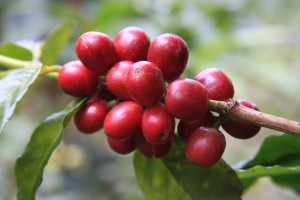 TYPICA