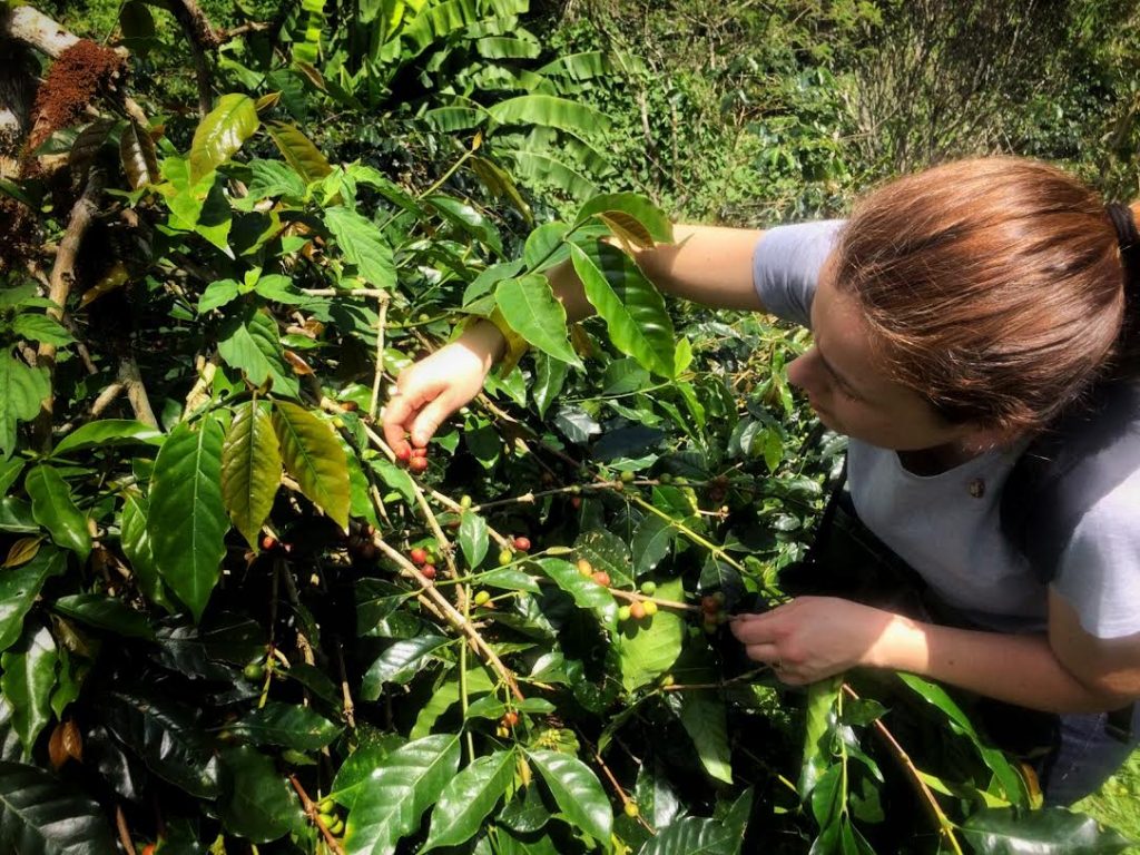 La raccolta delle drupe mature