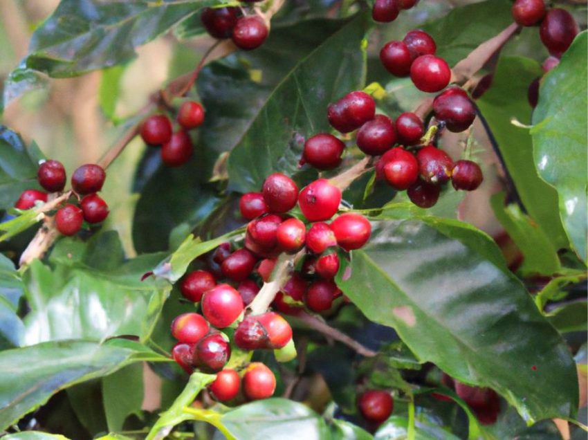 CAFFE’ SENZA CAFFEINA: LA RICERCA BRASILIANA VERSO UNA RIVOLUZIONE NEL CAFFE’ DECAFFEINATO
