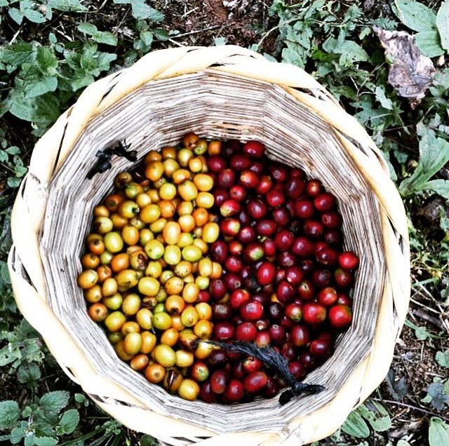 ALLA SCOPERTA DI DUE VARIETA’ DI ARABICA: RED CATUAI E YELLOW CATUAI