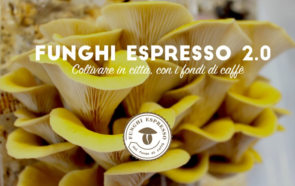 Funghi espresso