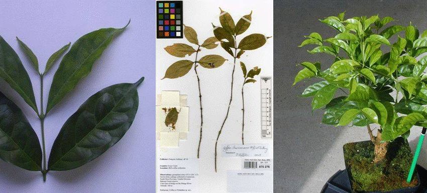 COFFEA CHARRERIANA, LA PRIMA PIANTA DI CAFFE’ GENETICAMENTE DECAFFEINATA AL MONDO!