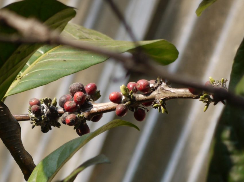 LIBERICA O EXCELSA, NUOVI STUDI PER IL CAFFE’ DEL FUTURO