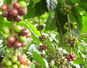 Le drupe del caffè, notare come se alcune sono perfettamente mature altre sono ancora verdi.