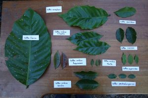 Coffea Arabica