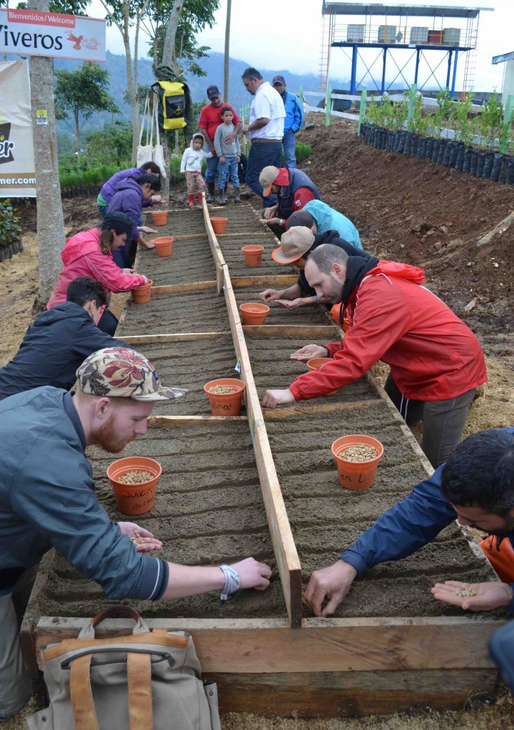 Barista & Farmer nursery