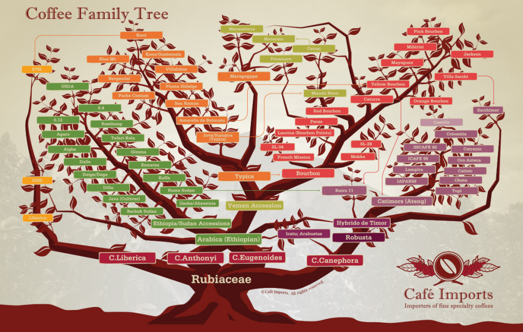 COFFEE FAMILY TREE