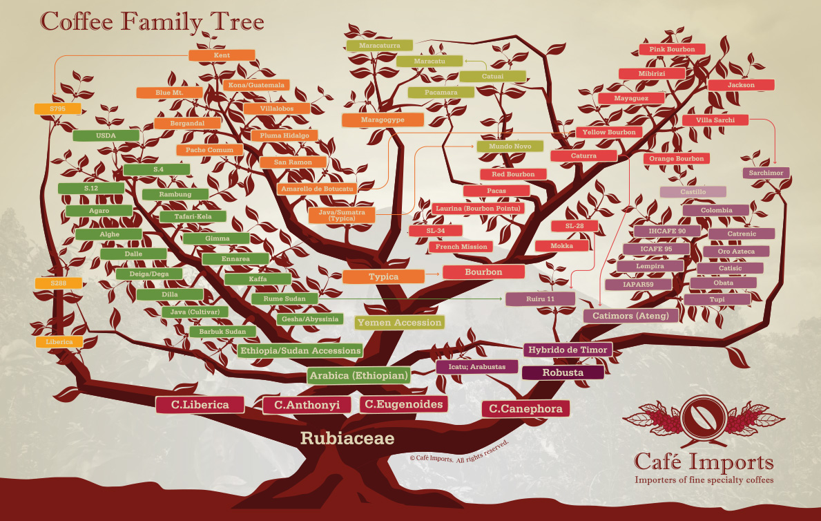 L’ALBERO GENEALOGICO DEL CAFFE’