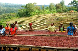 Asciugatura delle drupe in Etiopia