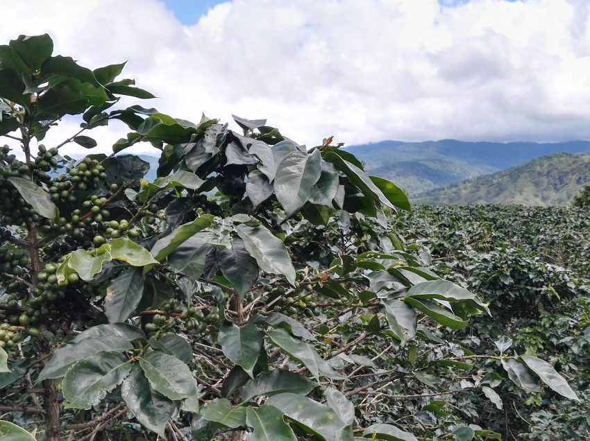 IN VIAGGIO ALLA SCOPERTA DELLA PRODUZIONE DI SPECIALTY COFFEE IN VIETNAM