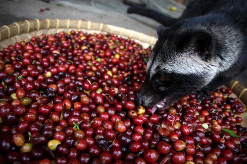 IL CAFFÈ DELL’ANIMALETTO, IL KOPI LUWAK