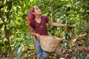 Raccolta del caffè in Messico