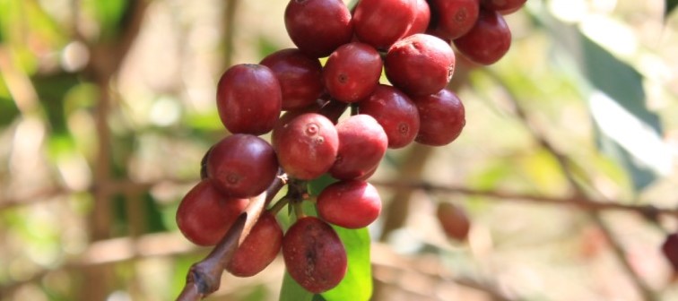 LA COFFEA EUGENOIDES.