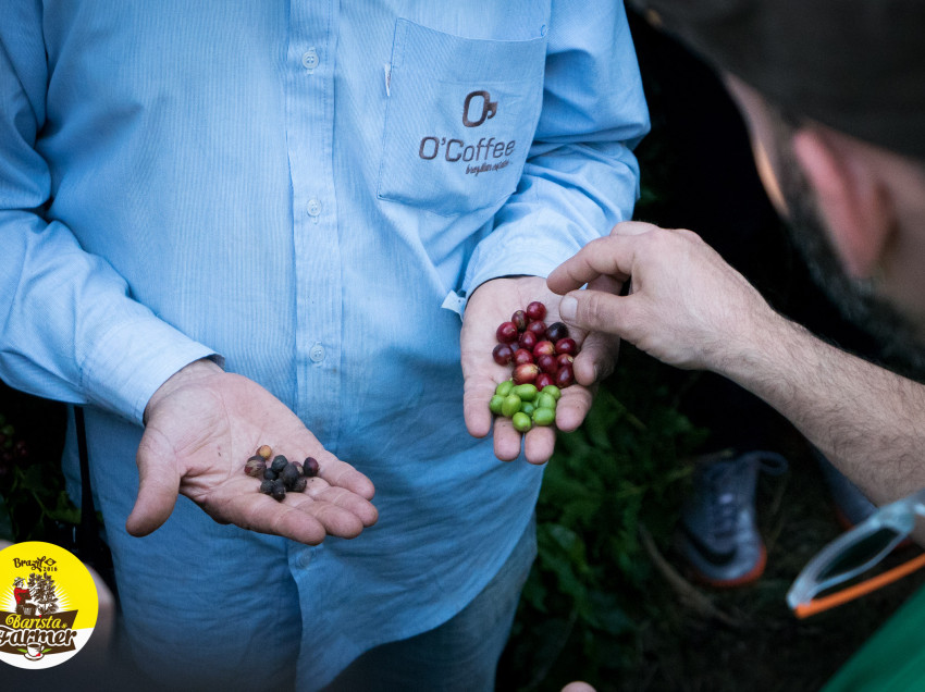 BARISTA & FARMER, PRIMO GIORNO NELLE PIANTAGIONI DI “O’COFFEE”