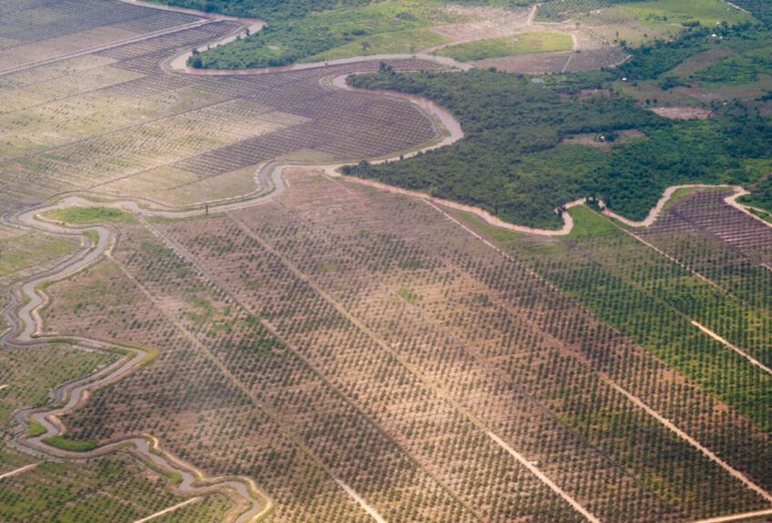 TRA IL PROFUMO DEL CAFFE’ E LA SFIDA DELLA SOSTENIBILITA’: IL NUOVO REGOLAMENTO EUROPEO SULLA DEFORESTAZIONE