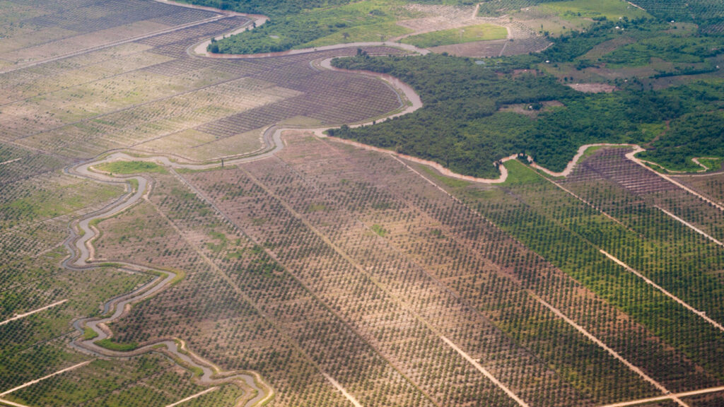 SANZIONE - Caffè verde, carciofo e gli altri: stop ai prodotti dimagranti  naturali - Comunicaffè