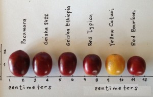 Arabica e Robusta