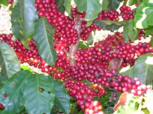 Robusta