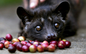 Il luwak, l'animaletto che ingerisce le bacche di caffè "producendo" il caffè più caro del mondo.