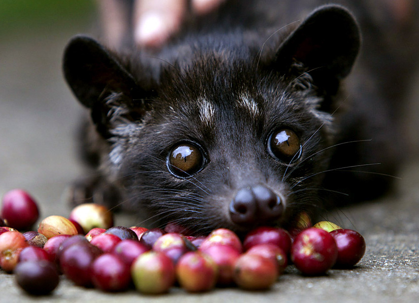 CAFFE’ KOPI LUWAK IN VENDITA