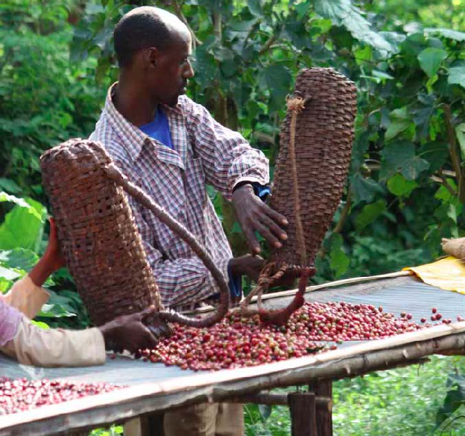 IL CAFFE’ SELVATICO DELLA FORESTA DI HARENNA, IL NOSTRO ASSAGGIO