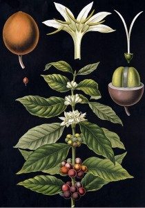 Coffea Charreriana