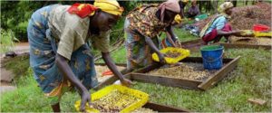 Selezione del caffè in Rwanda