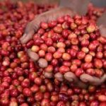 Drupe di caffè mature Rwanda