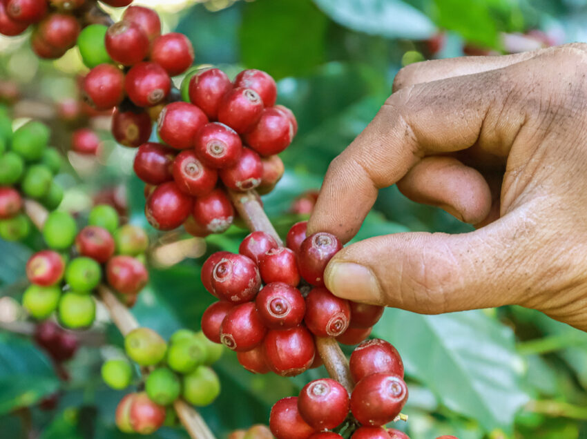 LA SOSTENIBILITA’ NEL MONDO DEL CAFFE’