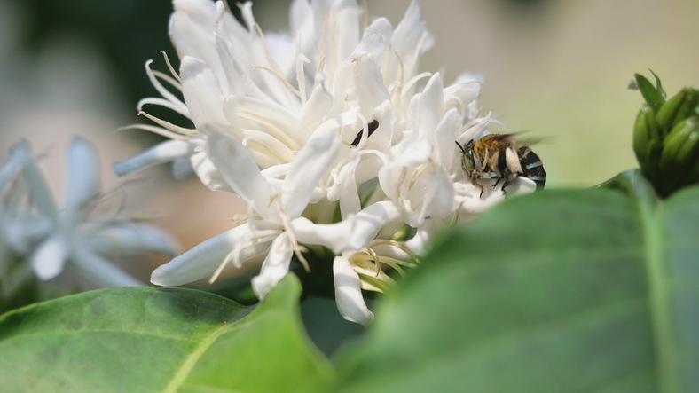 RIPRISTINARE L’HABITAT DELLE API NEL SETTORE DEL CAFFE’: UN’OPPORTUNITA’ DI SUCCESSO PER I PRODUTTORI DI CAFFE’ E PER L’AMBIENTE