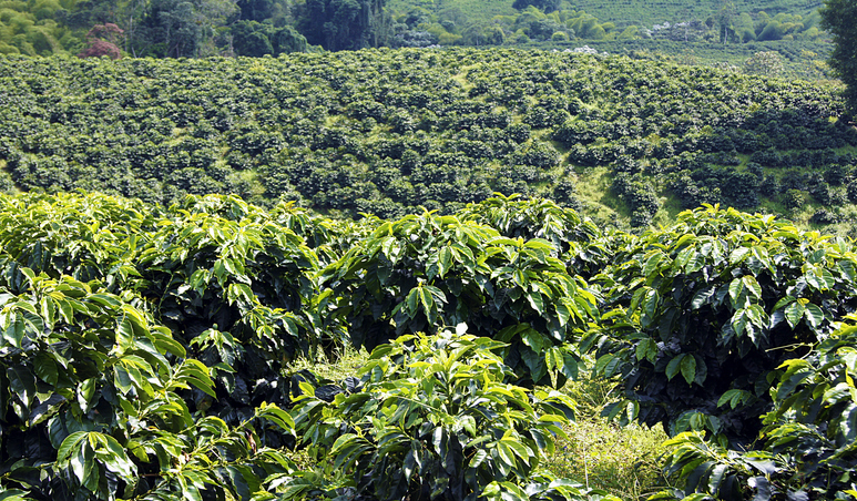 CAFFÈ E CAMBIAMENTO CLIMATICO: STRATEGIE DI SOSTENIBILITÀ PER UN FUTURO RESILIENTE