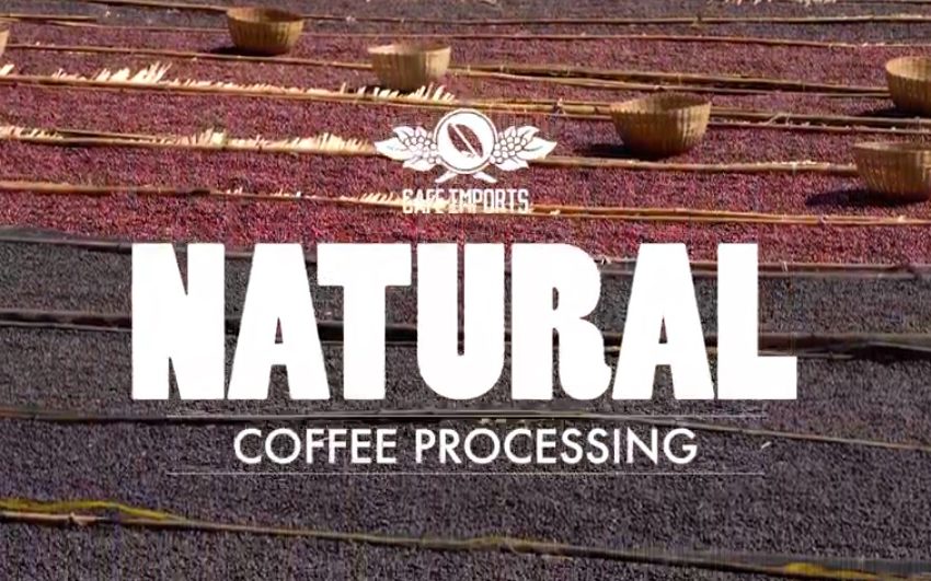 TUTTI I METODI DI LAVORAZIONE DEL CAFFE’: IL METODO NATURALE