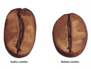 Arabica e Robusta