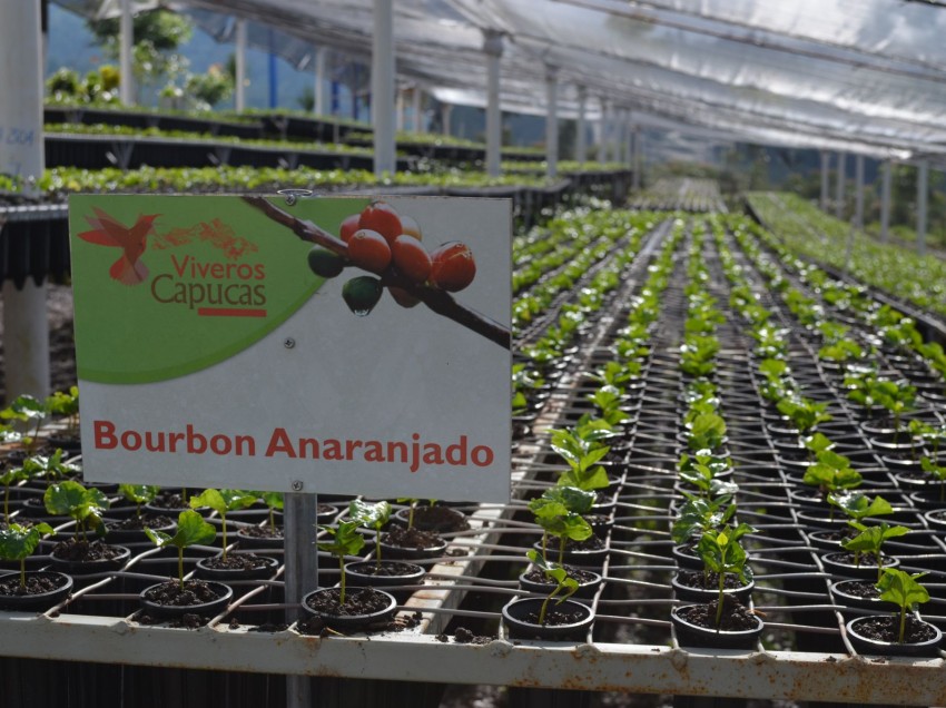 BARISTA & FARMER, INTERVISTA A OMAR RODRIGUEZ, MANAGER DELLA COOPERATIVA LAS CAPUCAS