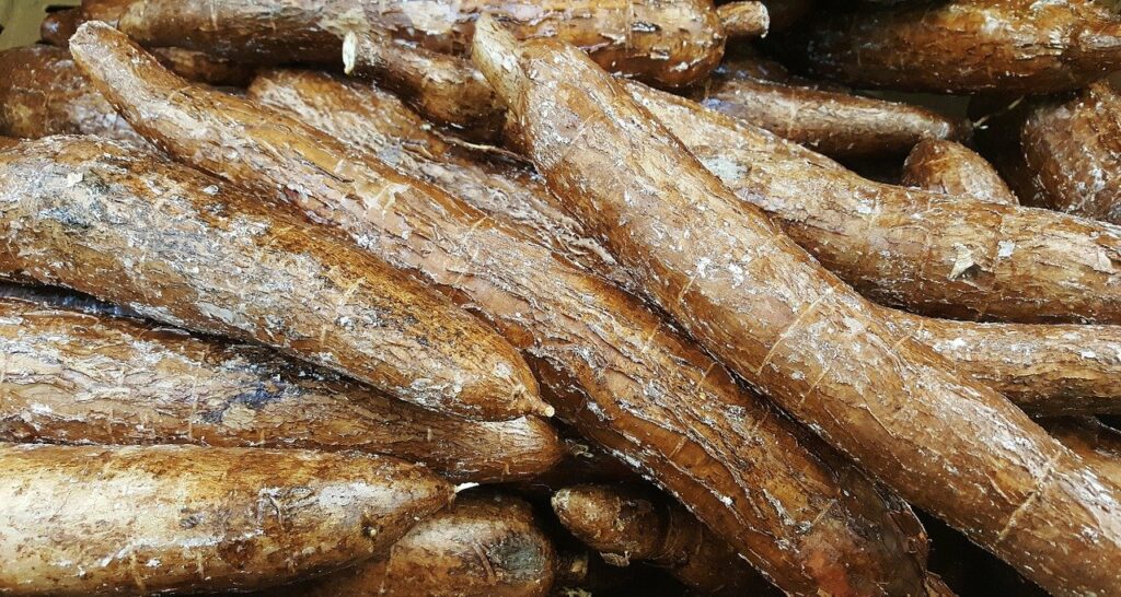 Radice di Manioca o Cassava dalla quale si ricava la Tapioca